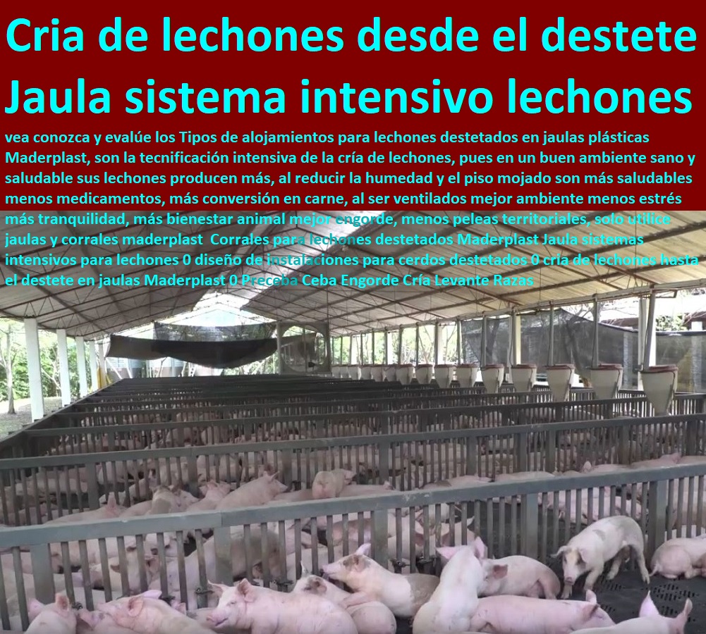 Corrales para lechones destetados Maderplast Jaula sistemas intensivos para lechones 0 diseño de instalaciones para cerdos destetados 0 cria de lechones hasta el destete en jaulas Maderplast 0 Preceba Ceba Engorde Cría Levante Razas Corrales para lechones destetados Maderplast Jaula sistemas intensivos para lechones 0 diseño de instalaciones para cerdos destetados 0 cria de lechones hasta el destete en jaulas Maderplast 0 Preceba Ceba Engorde Cría Levante Razas